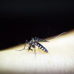 Global actions against malaria threatened by COVID-19, funding shortfalls