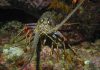 Indonesia has seven species of lobsters