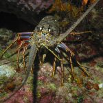 Indonesia has seven species of lobsters
