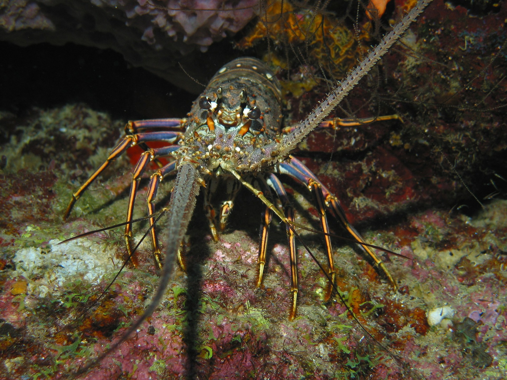 Potensi benih lobster Indonesia 20 milyar ekor per tahun
