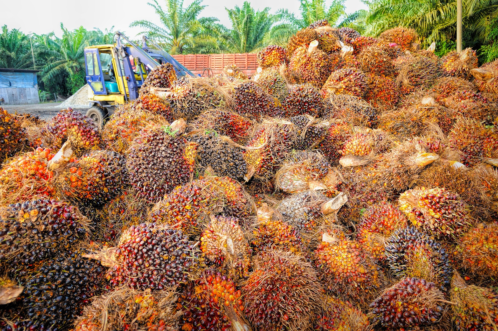 Indonesia, European Union agree to establish Joint Working Group on palm oil