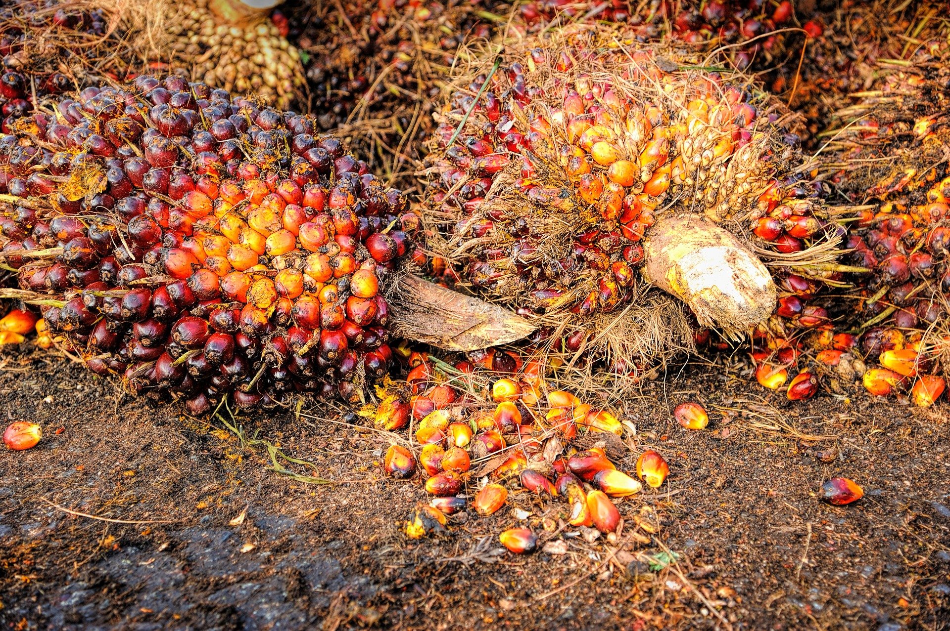 Indonesia urges European Union to treat palm oil fairly