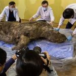 Ilmuwan mulai teliti badak berbulu berusia 20.000 tahun yang ditemukan di Siberia