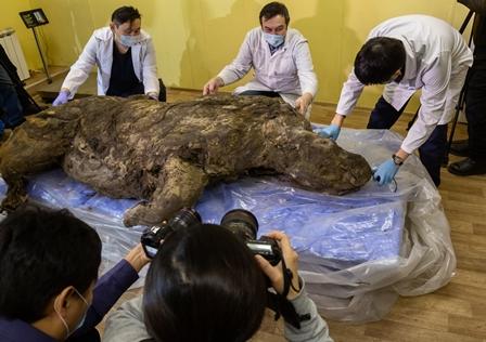 Ilmuwan mulai teliti badak berbulu berusia 20.000 tahun yang ditemukan di Siberia