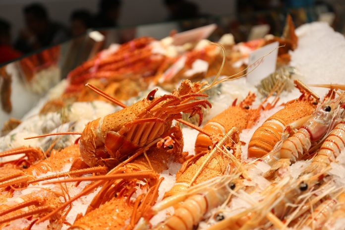 Indonesia akan jajaki kerja sama budidaya lobster dengan Vietnam