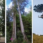 Gigantic old trees preserve Taiwan’s nature from millions of years ago