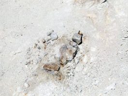 37 million years-extinct whale fossils found in Saudi’s Al-Jouf