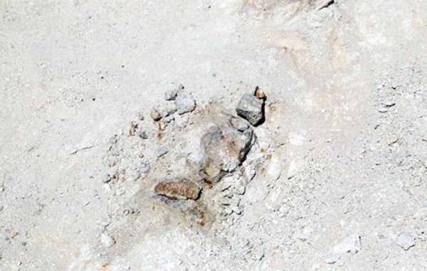 Fosil paus primitif dari 37 juta tahun lalu ditemukan di Al-Jouf, Arab Saudi