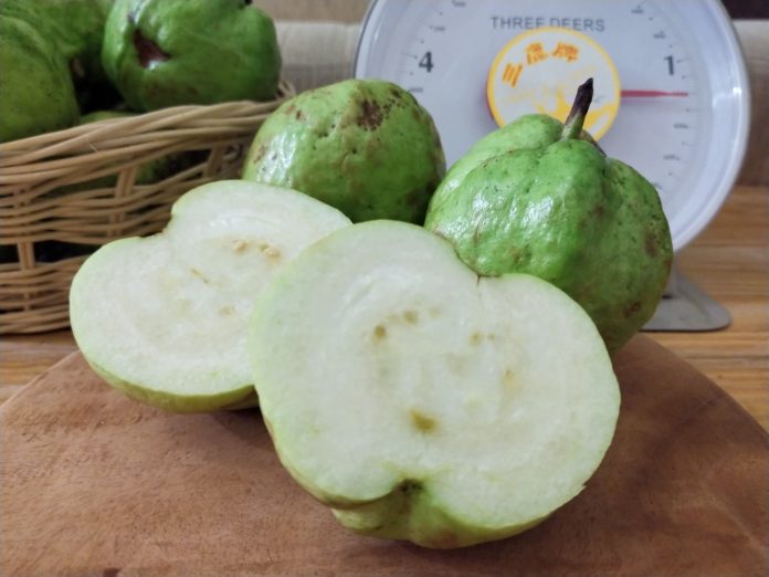 Taiwan’s milk-based fertilizer makes guava crystal more delicious, nutritious