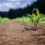 Penelitian: amandemen belerang dapat kurangi kontaminasi tanah