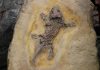 Fosil embrio kura-kura berusia 100 juta tahun ditemukan di China bagian tengah