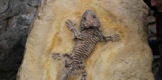 Fosil embrio kura-kura berusia 100 juta tahun ditemukan di China bagian tengah