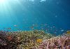 Ekosistem karang Basin Wetar dan Palung Timor bervariasi