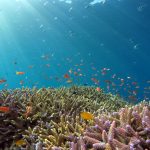 Ekosistem karang Basin Wetar dan Palung Timor bervariasi