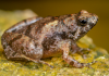 Peneliti temukan katak kecil bermulut sempit dari Pulau Belitung dan Lampung