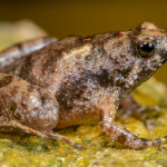 Peneliti temukan katak kecil bermulut sempit dari Pulau Belitung dan Lampung