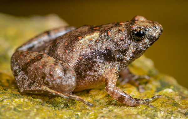 Researchers discover narrow-mouthed frog from Indonesia’s Belitung, Lampung