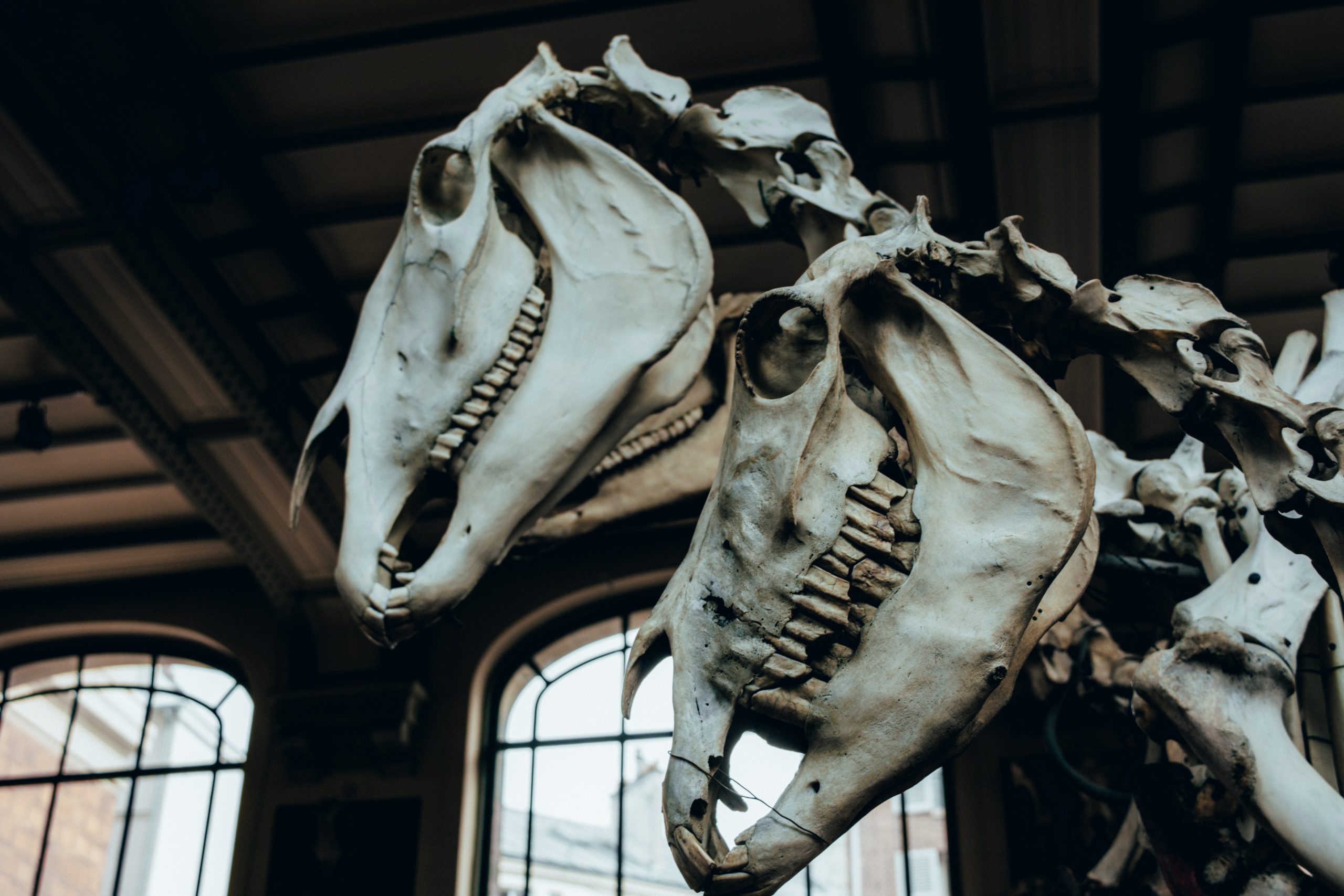 Ilmuwan temukan fosil dinosaurus tertua yang hidup dalam kawanan