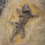 Fosil vertebrata 101 juta tahun ditemukan di timur laut China