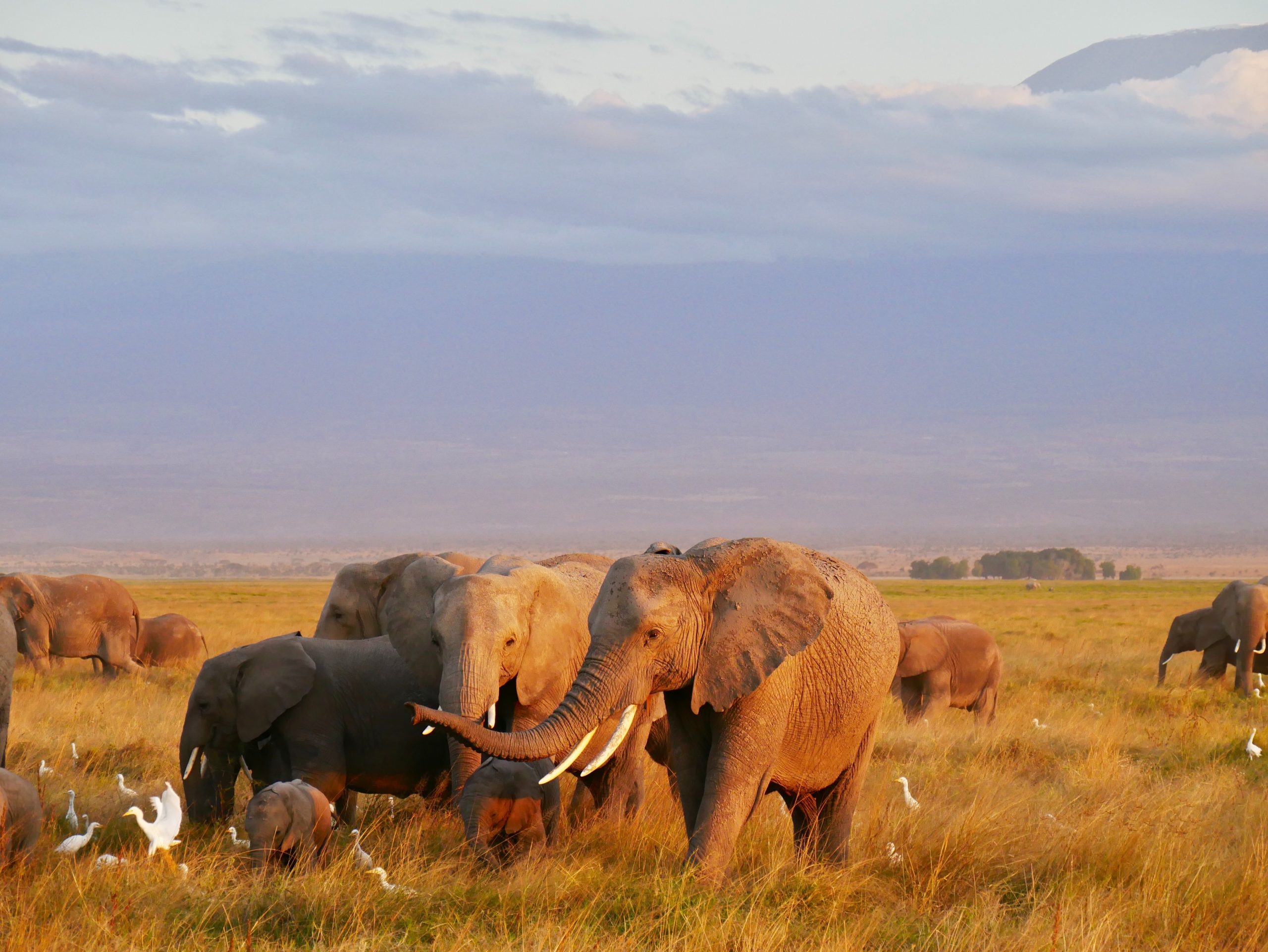Penelitian: Gajah berevolusi jadi tanpa gading sebagai respons perburuan