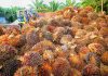 Indonesia-Malaysia perkuat kerja sama bilateral bidang kelapa sawit