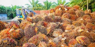 Indonesia-Malaysia perkuat kerja sama bilateral bidang kelapa sawit
