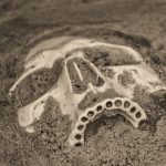 Peneliti temukan fosil manusia 500.000 tahun lalu, dinamakan Homo bodoensis
