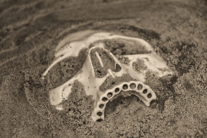 Peneliti temukan fosil manusia 500.000 tahun lalu, dinamakan Homo bodoensis