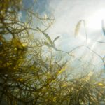 COVID-19 – Kementerian teliti fukoidan kandungan alga untuk tingkatkan imun