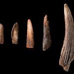Alat tulang berusia 99.000 tahun diyakini tertua di China