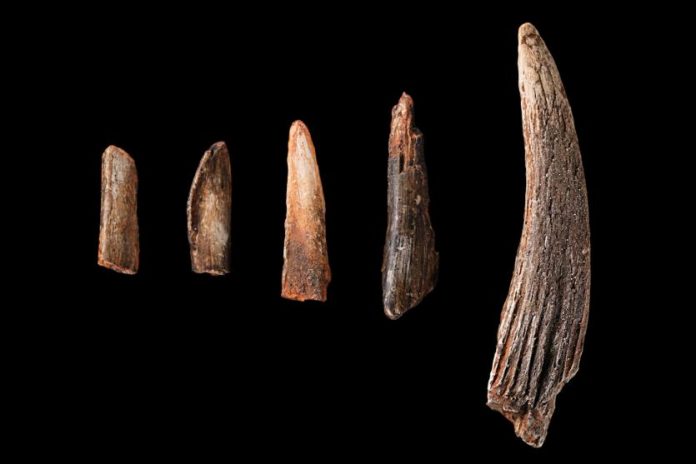 Alat tulang berusia 99.000 tahun diyakini tertua di China