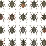 28 kumbang moncong jenis baru ditemukan di Sulawesi