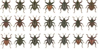 28 new species of snout beetle found in Indonesia’s Sulawesi island