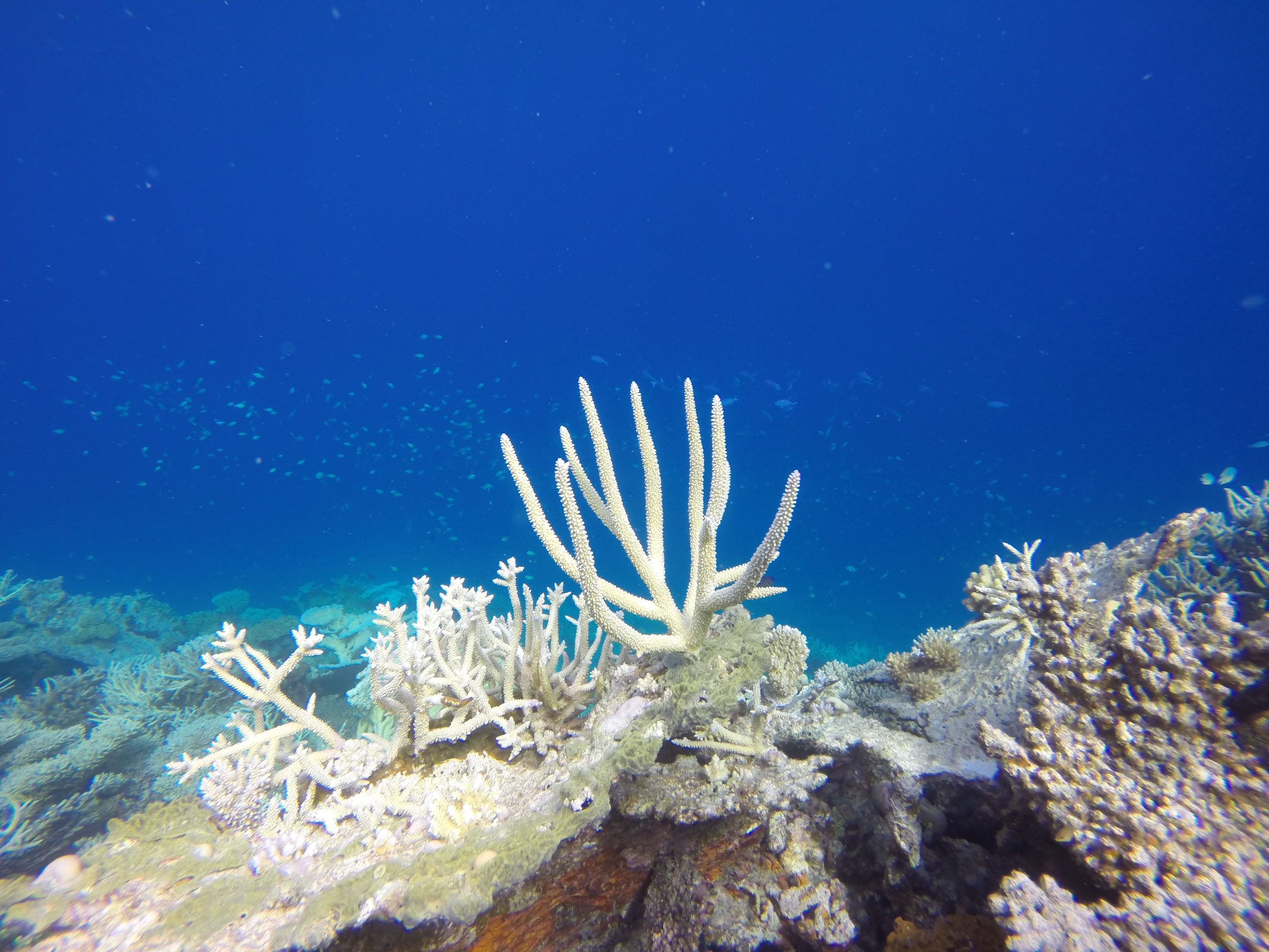 Studi: Pemutihan karang berdampak pada 98 persen Great Barrier Reef Australia