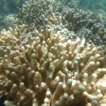 Penelitian: Great Barrier Reef Australia bertahan jika suhu Bumi 1,5 derajat Celsius