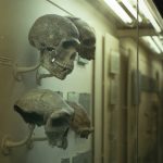 Ilmuwan temukan fosil anak hominid berusia 250.000 tahun lalu di Afrika Selatan