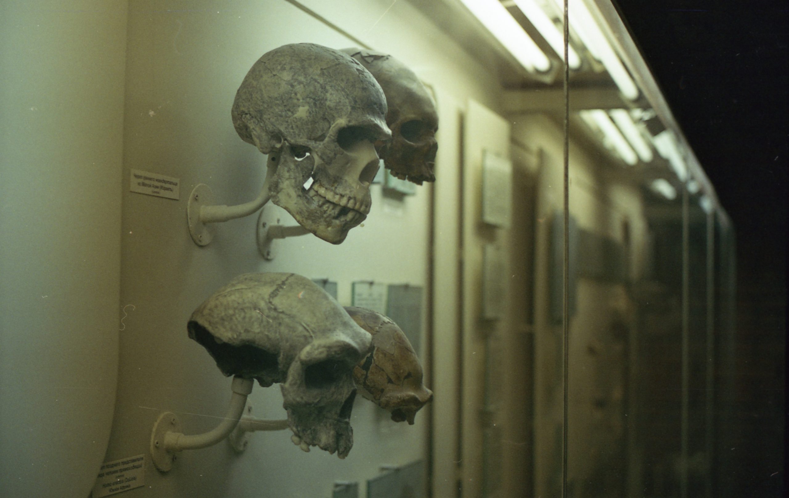 Ilmuwan temukan fosil anak hominid berusia 250.000 tahun lalu di Afrika Selatan