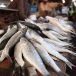 Kebijakan penangkapan ikan terukur dorong perputaran uang 281 triliun rupiah