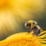 Penelitian: Lebah madu berasal dari Afrika, berevolusi di Asia