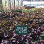 Peneliti Indonesia temukan tujuh jenis tanaman hias baru