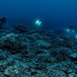 Terumbu karang massif ditemukan di bawah permukaan ‘zona senja’ Tahiti