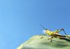 Studi: Kemampuan terbang belalang dipengaruhi oleh jumlah kawanan