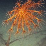 Spesies karang baru ditemukan di lepas pantai barat Skotlandia