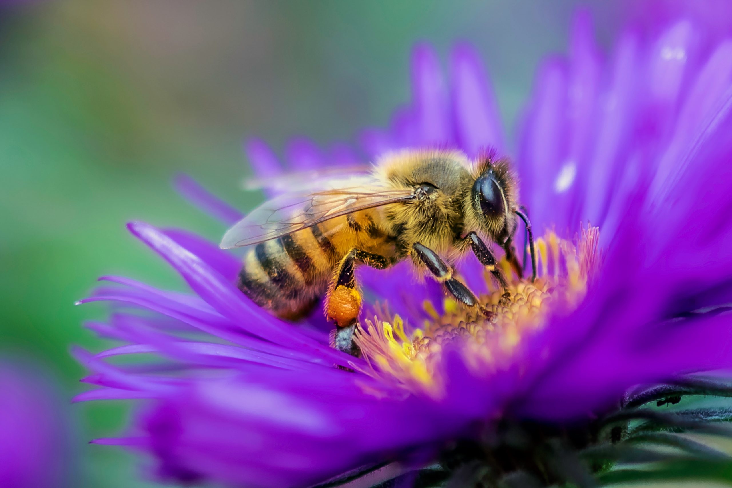 Serbuk sari jadi tempat hidup ratusan virus tanaman
