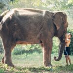 Gajah mati karena makan sampah plastik di Sri Lanka