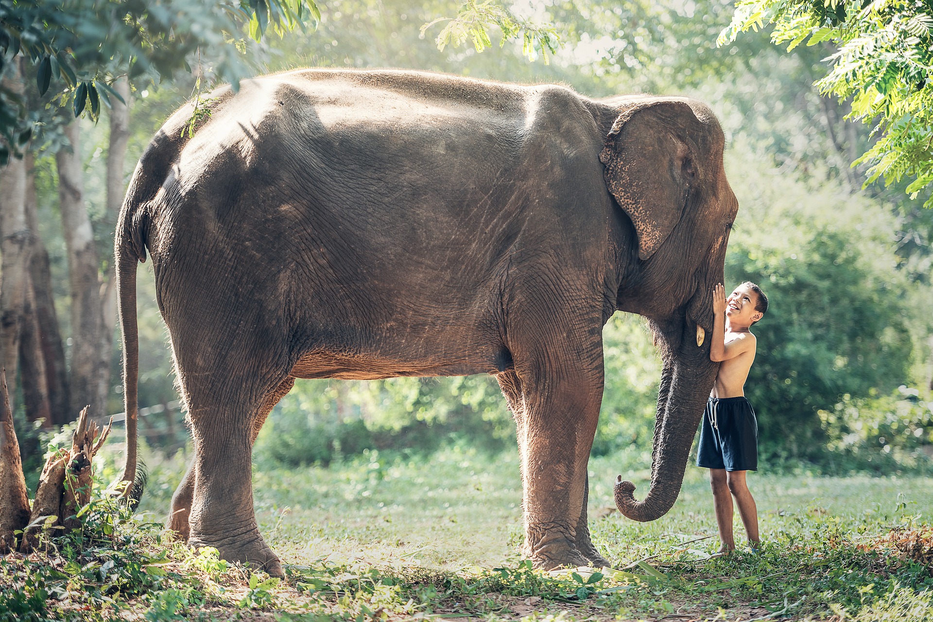 Gajah mati karena makan sampah plastik di Sri Lanka