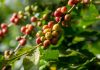 Area tumbuh kopi dan alpukat Indonesia diprediksi turun karena perubahan iklim