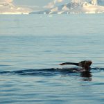 WWF usulkan batasi pelayaran di Arktik demi keselamatan paus