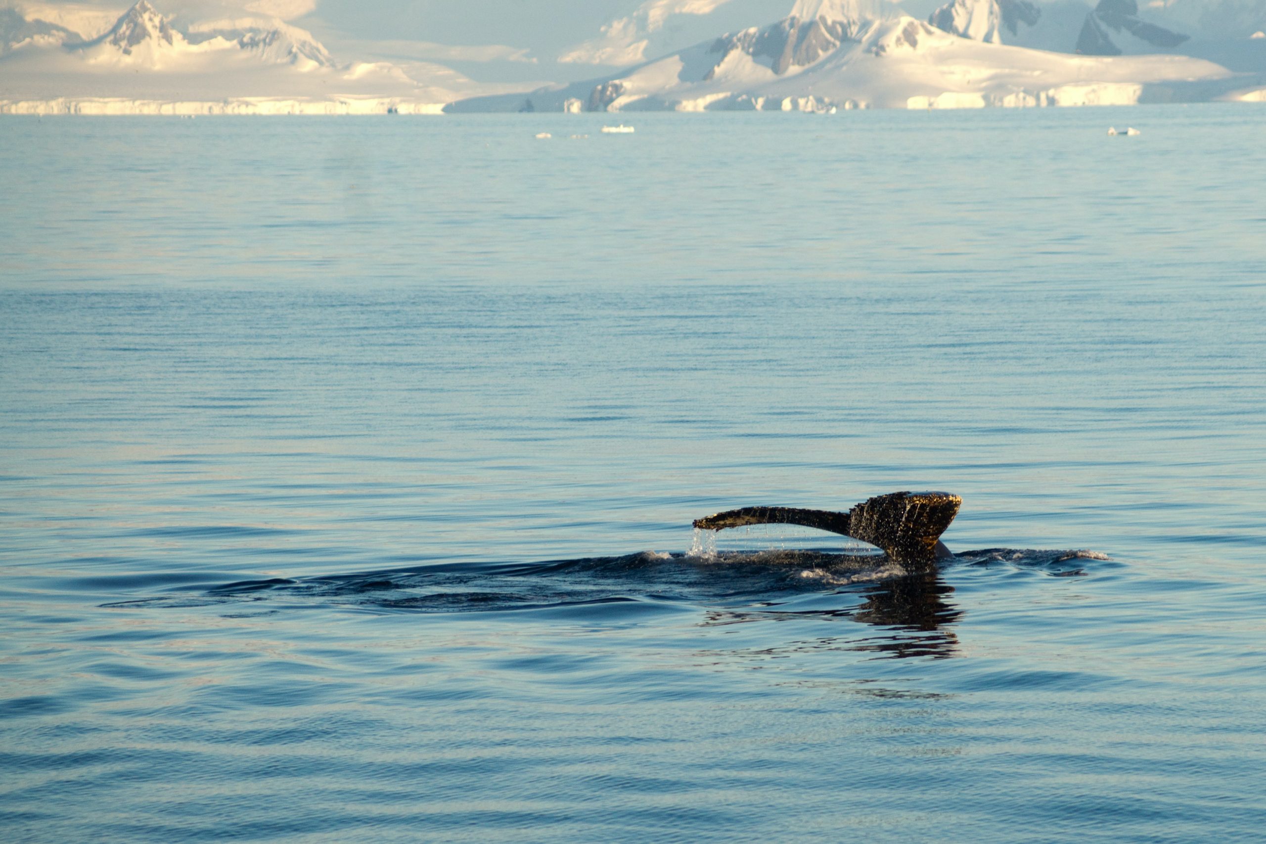 WWF usulkan batasi pelayaran di Arktik demi keselamatan paus