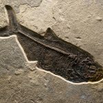 Fosil ikan era Oligosen ditemukan di Dataran Tinggi Qinghai Tibet